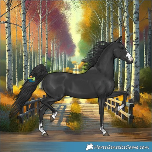 Horse Color:Black 