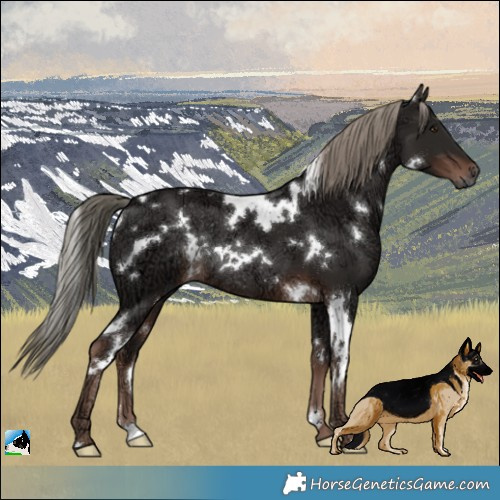 Horse Color:White Spotted Liver Chestnut Ice Mushroom Rabicano