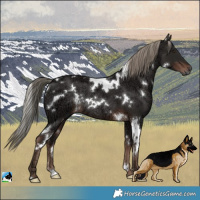Horse Color:White Spotted Liver Chestnut Ice Mushroom Rabicano 