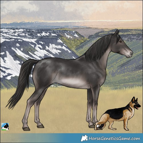 Horse Color:Platinum Liver Chestnut Rabicano 