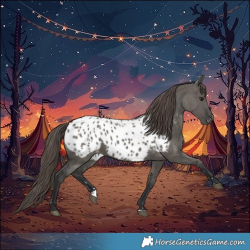 Horse Color:Grullo Appaloosa 