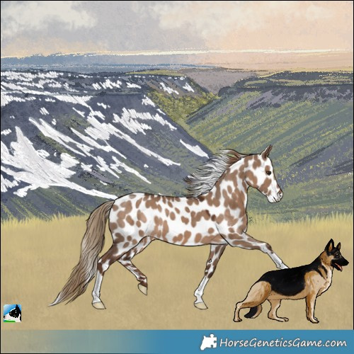Horse Color:Liver Red Dun Leopard 