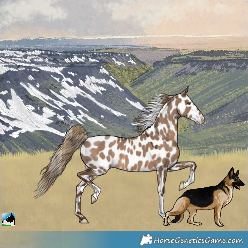 Horse Color:Liver Red Dun Appaloosa 