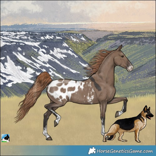 Horse Color:Liver Red Dun Sabino Appaloosa Rabicano 