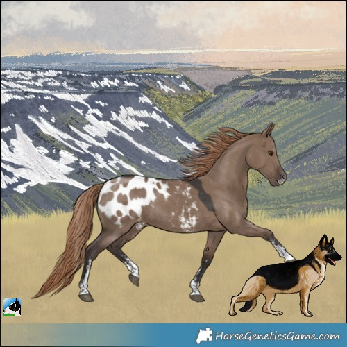 Horse Color:Liver Red Dun Sabino Blanket Rabicano