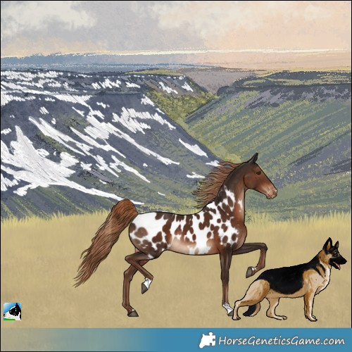 Horse Color:Liver Chestnut Appaloosa Rabicano 