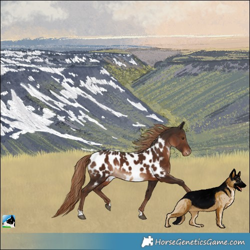 Horse Color:Liver Chestnut Near Leopard Rabicano