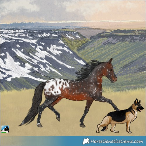 Horse Color:Brown Blanket
