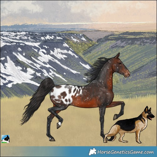 Horse Color:Brown Appaloosa