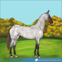 Horse Color:White Spotted Liver Red Roan