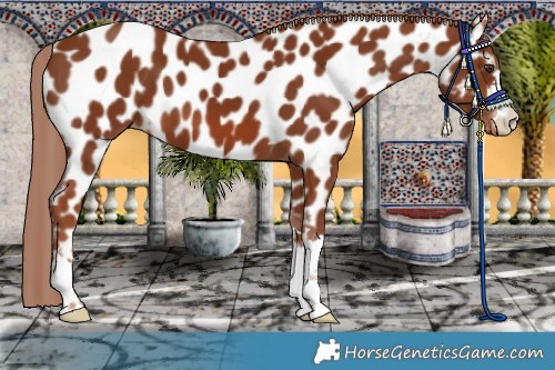 Horse Color:Chestnut Near Leopard