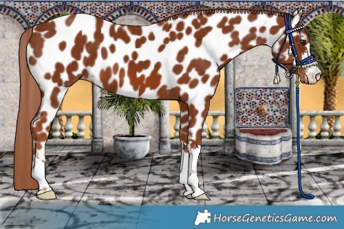 Horse Color:Chestnut Appaloosa 