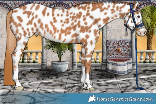 Horse Color:Chestnut Leopard 