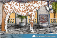 Horse Color:Chestnut Appaloosa 