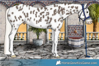 Horse Color:Silver Black Splash Appaloosa 