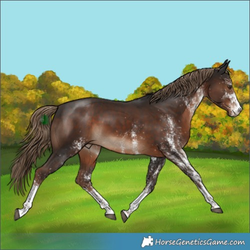 Horse Color:White Spotted Liver Chestnut 