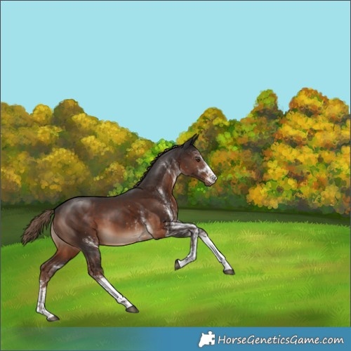 Horse Color:White Spotted Liver Chestnut