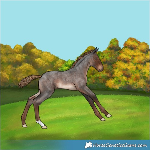 Horse Color:Liver Red Roan