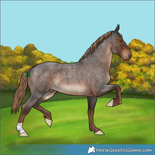 Horse Color:Liver Red Roan 