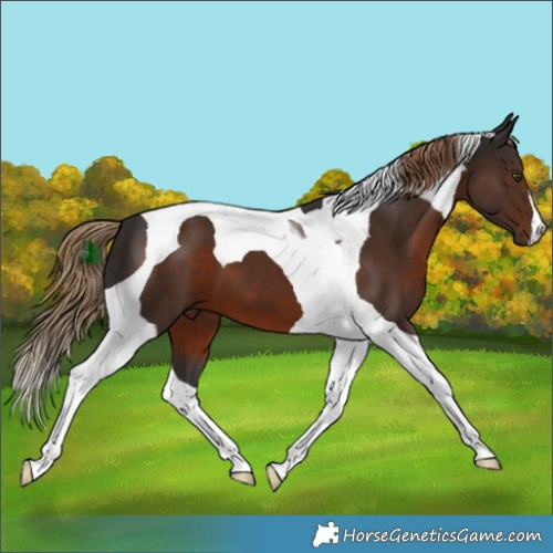 Horse Color:Liver Chestnut Tobiano 