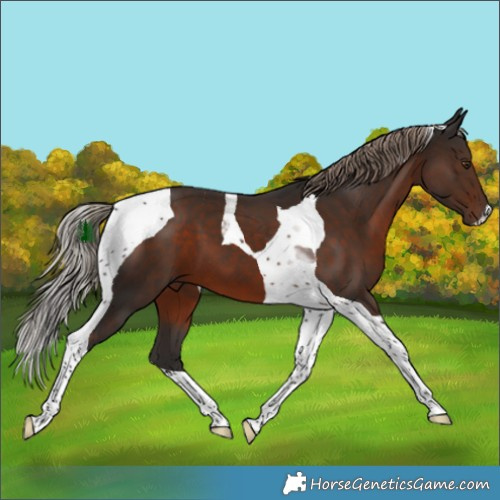 Horse Color:Liver Chestnut Tobiano 