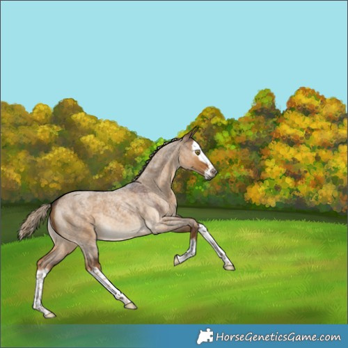 Horse Color:Gray Chocolate Palomino Roan Dun Splash