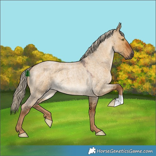 Horse Color:Gray Chocolate Palomino Roan Dun 