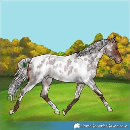Horse Color:White Spotted Silver Brown Roan Appaloosa 
