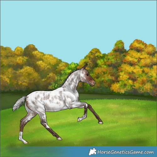 Horse Color:White Spotted Silver Brown Roan Appaloosa