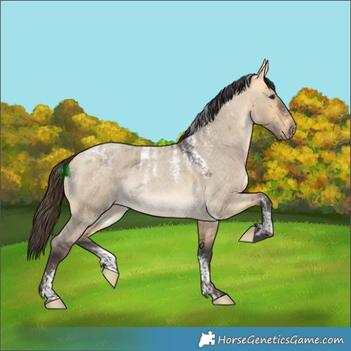Horse Color:Powder White Buckskin Roan Dun Rabicano 