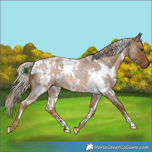 Horse Color:White Spotted Chocolate Palomino Roan 