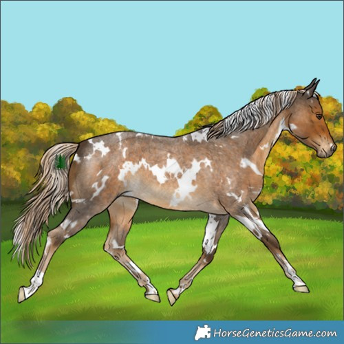 Horse Color:White Spotted Chocolate Palomino Roan