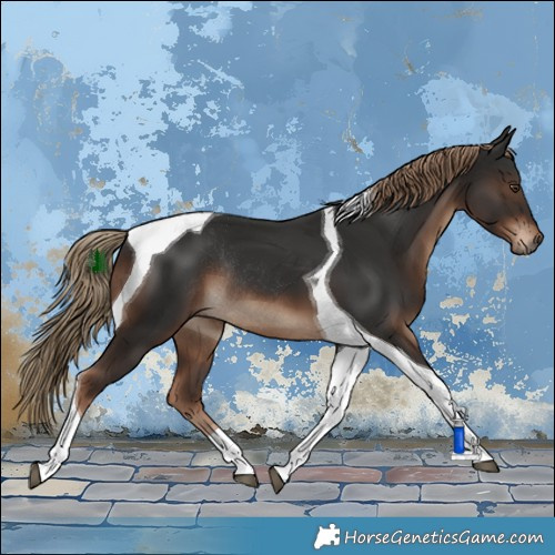 Horse Color:Liver Chestnut Tobiano Rabicano 
