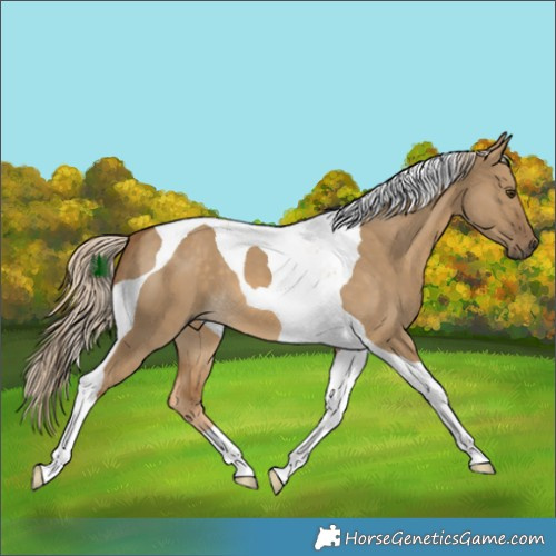 Horse Color:Chocolate Palomino Dun Tobiano