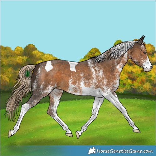 Horse Color:White Spotted Chocolate Palomino Tobiano 