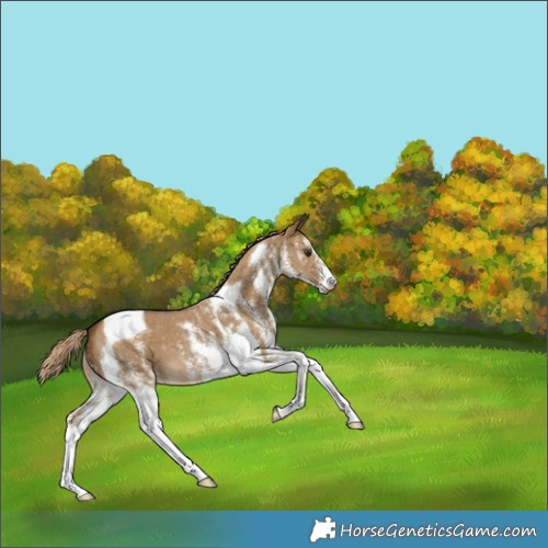 Horse Color:White Spotted Chocolate Palomino Dun Tobiano 