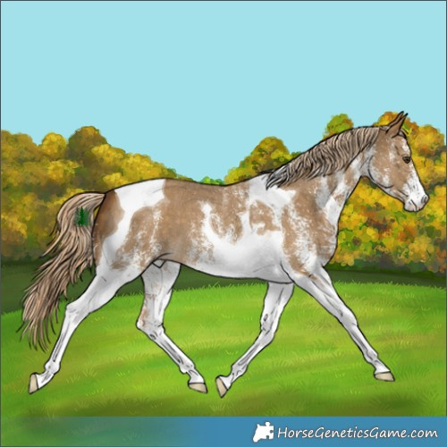 Horse Color:White Spotted Chocolate Palomino Dun Tobiano