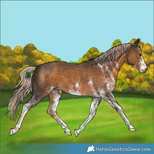 Horse Color:White Spotted Chocolate Palomino 