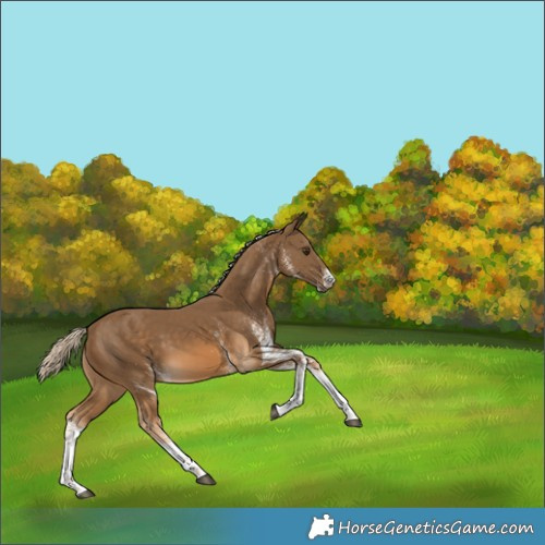 Horse Color:White Spotted Chocolate Palomino 