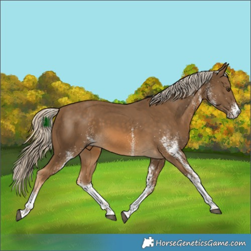 Horse Color:White Spotted Chocolate Palomino 