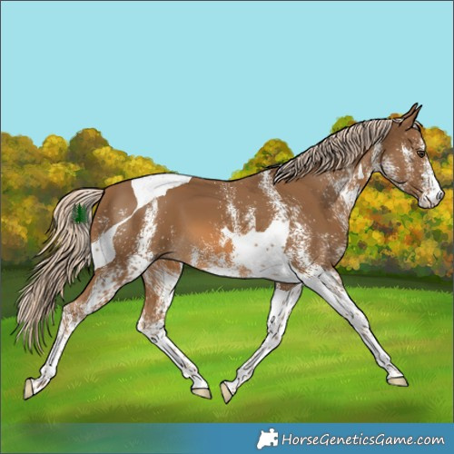 Horse Color:White Spotted Chocolate Palomino Tobiano 