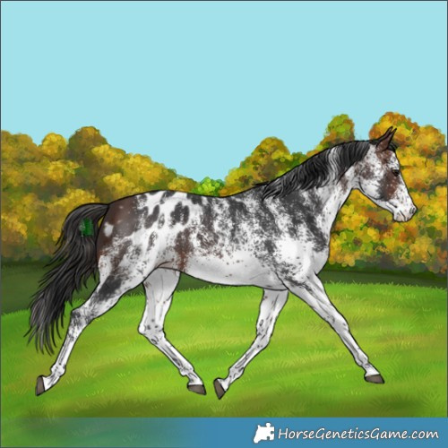 Horse Color:White Spotted Brown Appaloosa 