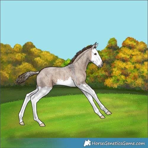 Horse Color:Gray Liver Red Dun Roan Splash