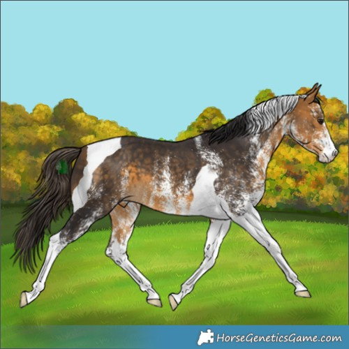 Horse Color:White Spotted Buckskin Tobiano 