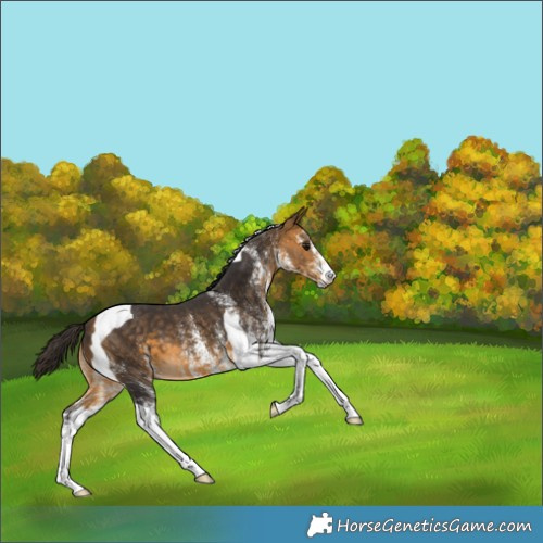 Horse Color:White Spotted Buckskin Tobiano 