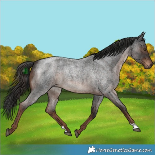 Horse Color:Liver Red Roan 
