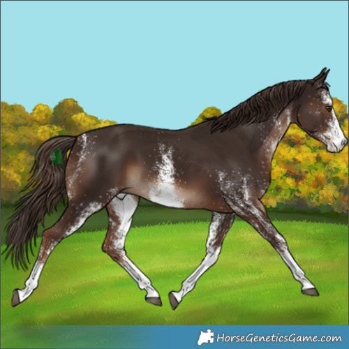 Horse Color:White Spotted Liver Chestnut 