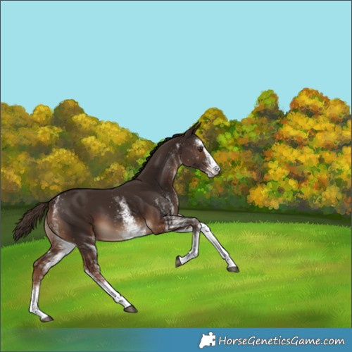 Horse Color:White Spotted Liver Chestnut 