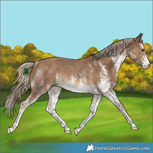 Horse Color:White Spotted Chocolate Palomino Rabicano 