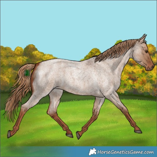 Horse Color:White Spotted Red Dun Roan 